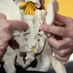 Weiterbildung Osteobalance® – Intensivkurs mit Cynthia Roosen