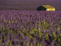 Seminar Das ABC der Aromatherapie – Basiskurs (2 Abende) mit Esther Golik