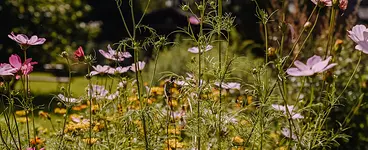 Wildkräuter Retreat – Kräuterwissen, Natur und Erholung mit Steffi