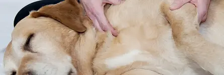 Massagetechniken Kleintier (am Hund) mit Heike Amthor