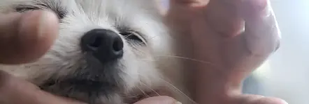 Ausbildung Wellnesscoach für Hunde mit Silvia Günther
