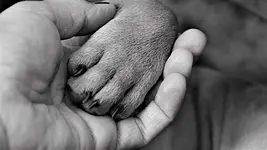 Krebstherapie in der Tierheilkunde mit Marilyn Harzer