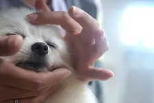 Tui-Na Massage für Tiere mit Silvia Günther
