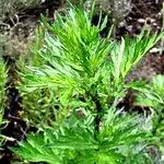 Wochenendseminar 9-Kräuter-Jahre bis zur Kräuterfrau: „Die Artemisia-Beifuß-Arten“ – die ältesten & ehrwürdigsten Kräuter mit Kräuterfrau Elisabeth Püschmann