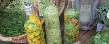 Wildkräuterwanderung Naturapotheke – Frühlingskräuter zu Beltane & „Maispitzen” der Nadelbäume