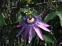 Ausbildungsbeginn Bachblüten – Heilen mit den Blütenessenzen nach Dr. Bach (2 Wochenenden) mit Miriam Gudrun Sieber