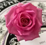 Schwesternkreis – Komm herbei in den Kreis der Frauen mit Yvonne Frassek