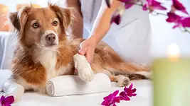 Kompaktausbildung Wellness-Coach für Hunde mit Silvia Günther & Marilyn Harzer