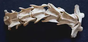 Dorn-Breuss-Therapie am Hund mit Heike Amthor