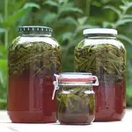 Beginn Phytotherapie Ausbildung – Pflanzenheilkunde Kräuter- und Baummedizin mit Evelyn Würker & Hanni Hubert