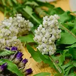 Kleine Kräuterwanderung in Dresden mit Hanni Hubert