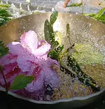 Klangreise Melisse mit Ines & Michael Klepsch