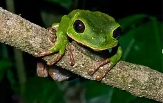 Kambo-Ritual für Männer mit Dirk Kreuzer & Eric