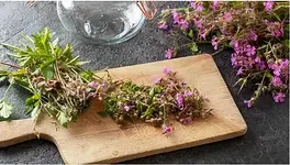 Phyto-Snack – Phytotherapie zum Ausprobieren mit Hanni Hubert & Konstanze Thalmann