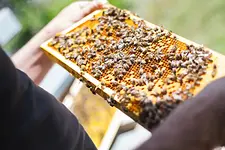 Vortrag Apitherapie – Mit Bienenprodukten behandeln mit Silvia Günther