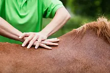 Massagetechniken am Pferd mit Lisa Bräunlich