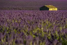Aromatherapie verstehen - Basiskurs - (2 Abende) mit Esther Golik